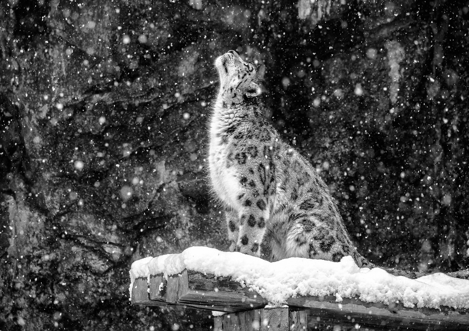 It&#39;s Snowing A3+ size