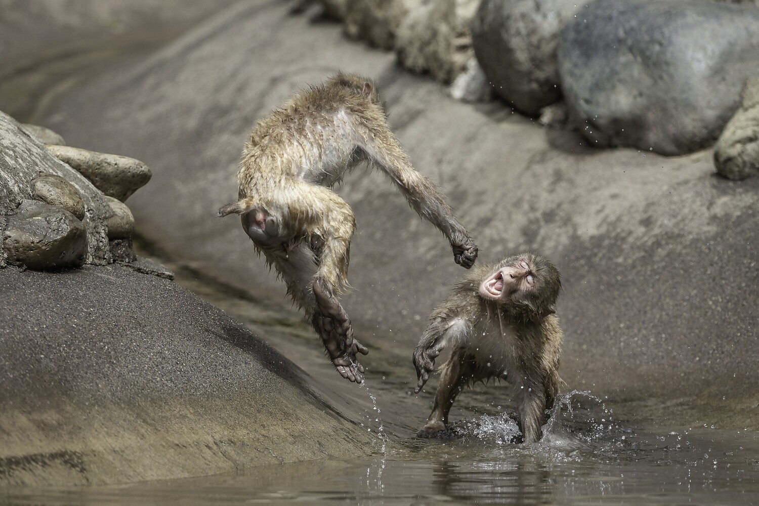 Snow Monkey fight A3+ Size