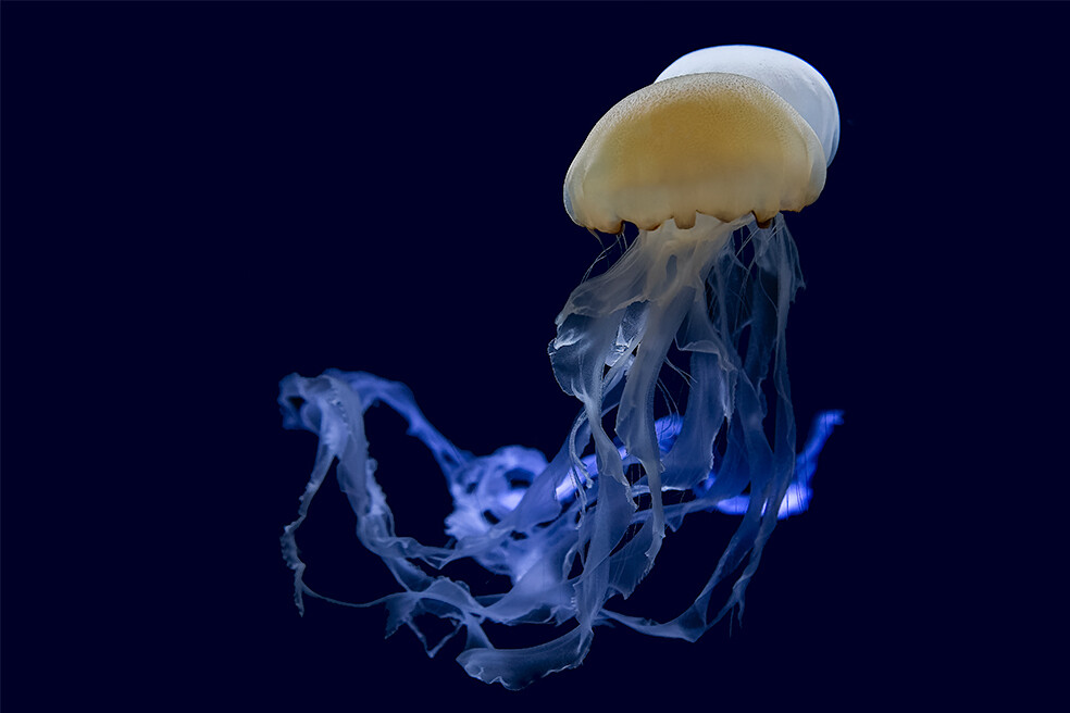 Stunning Jellyfish - A3+ size