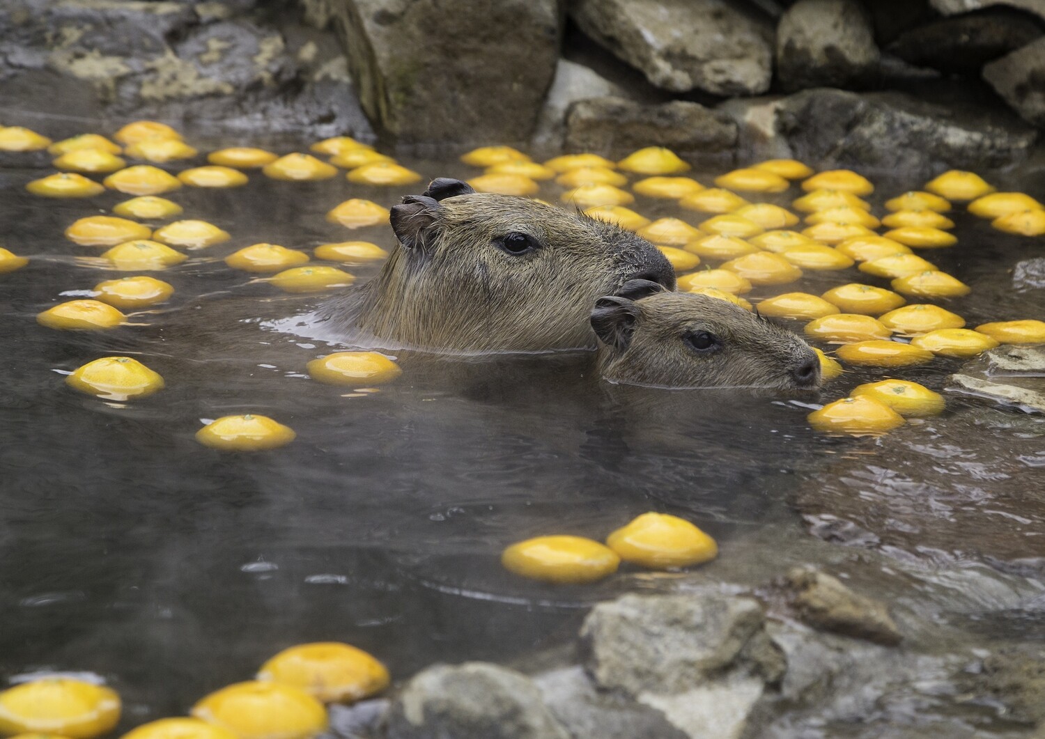 Capybara onsen