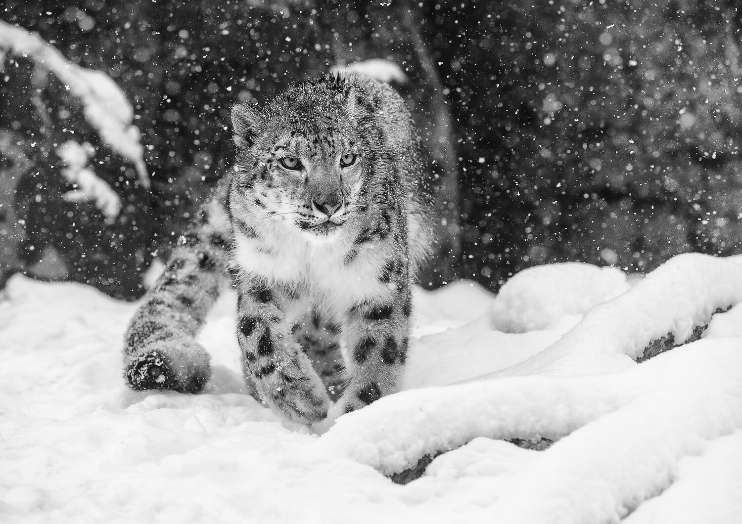 A stunning Snow Leopard A3+ size