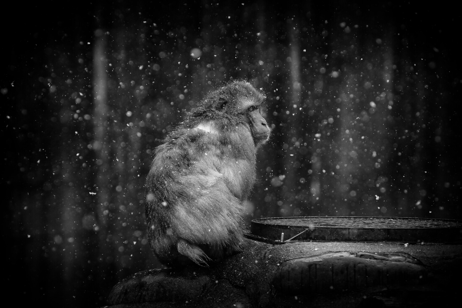 Saru in snow in B&amp;W A3+ size