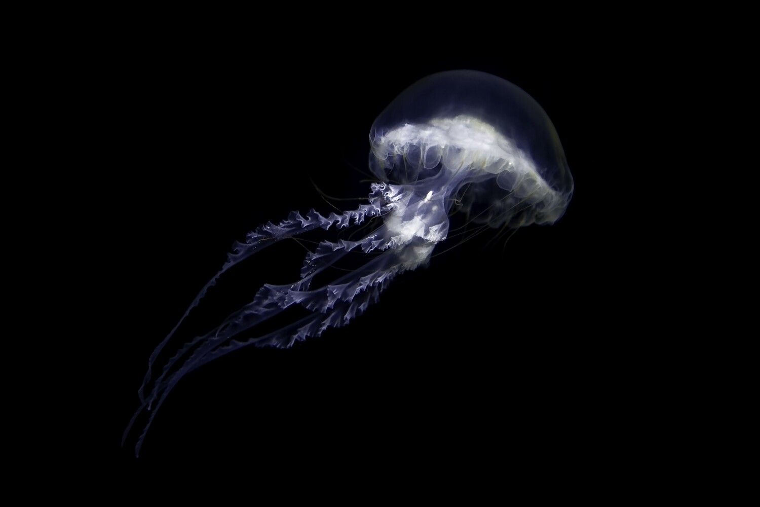 Jellyfish in colour A3+ size