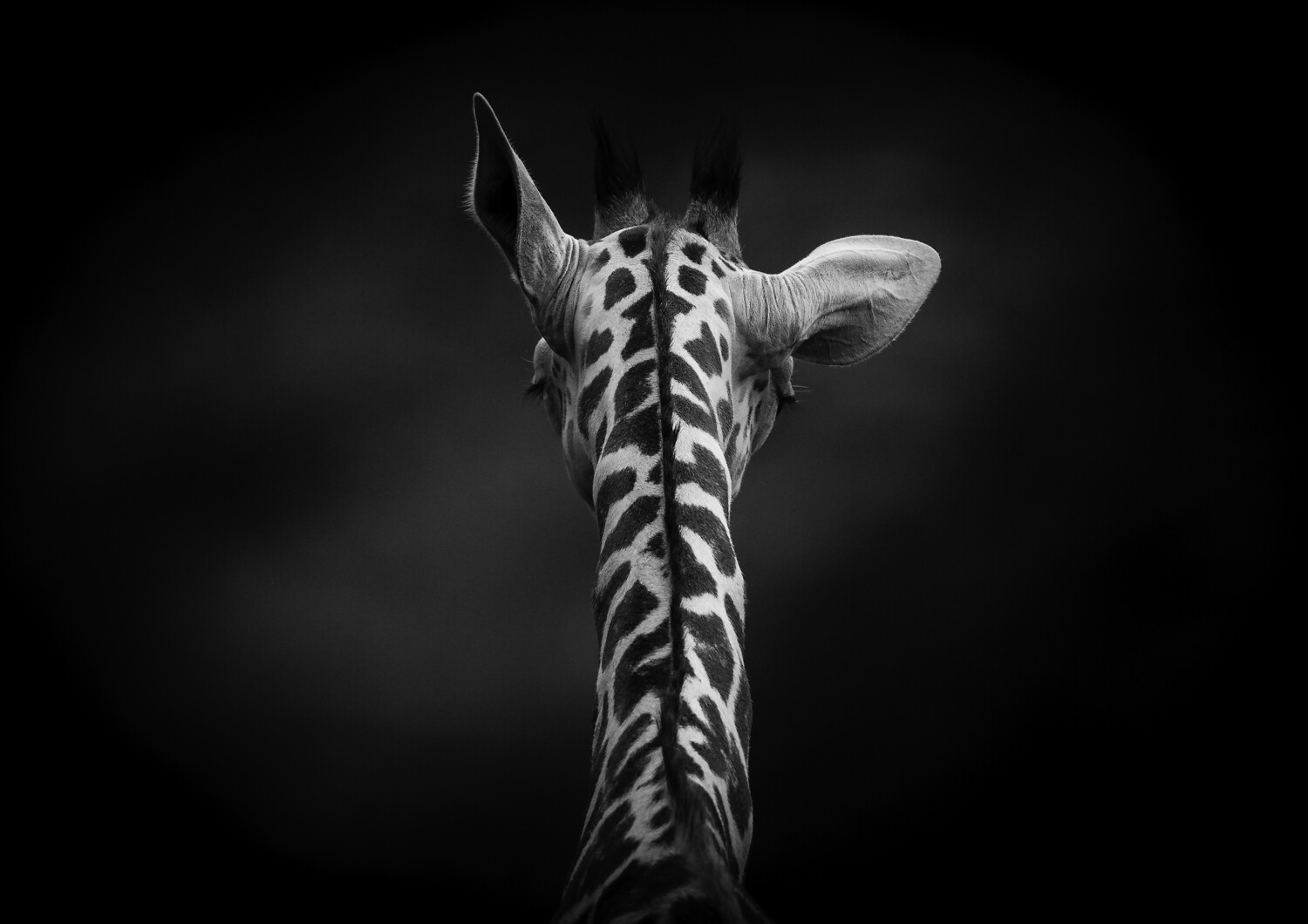 Back of Calf