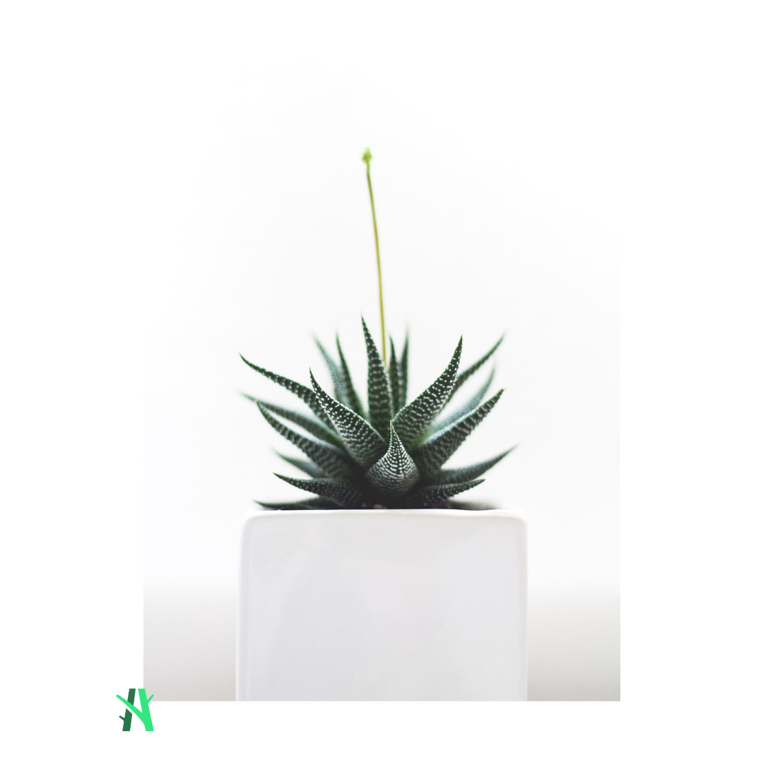 Suculenta - ALOE ARISTATA