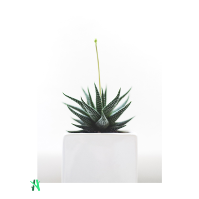 Suculenta - ALOE ARISTATA