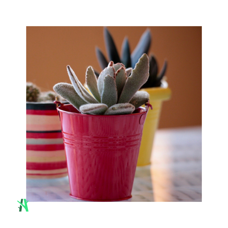 Suculenta - KALANCHOE TOMENTOSA