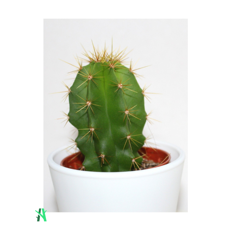 Cactus - PACHYCEREUS