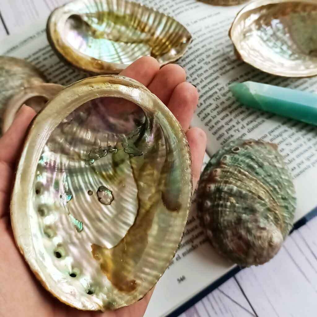 Concha de ábalon grande
