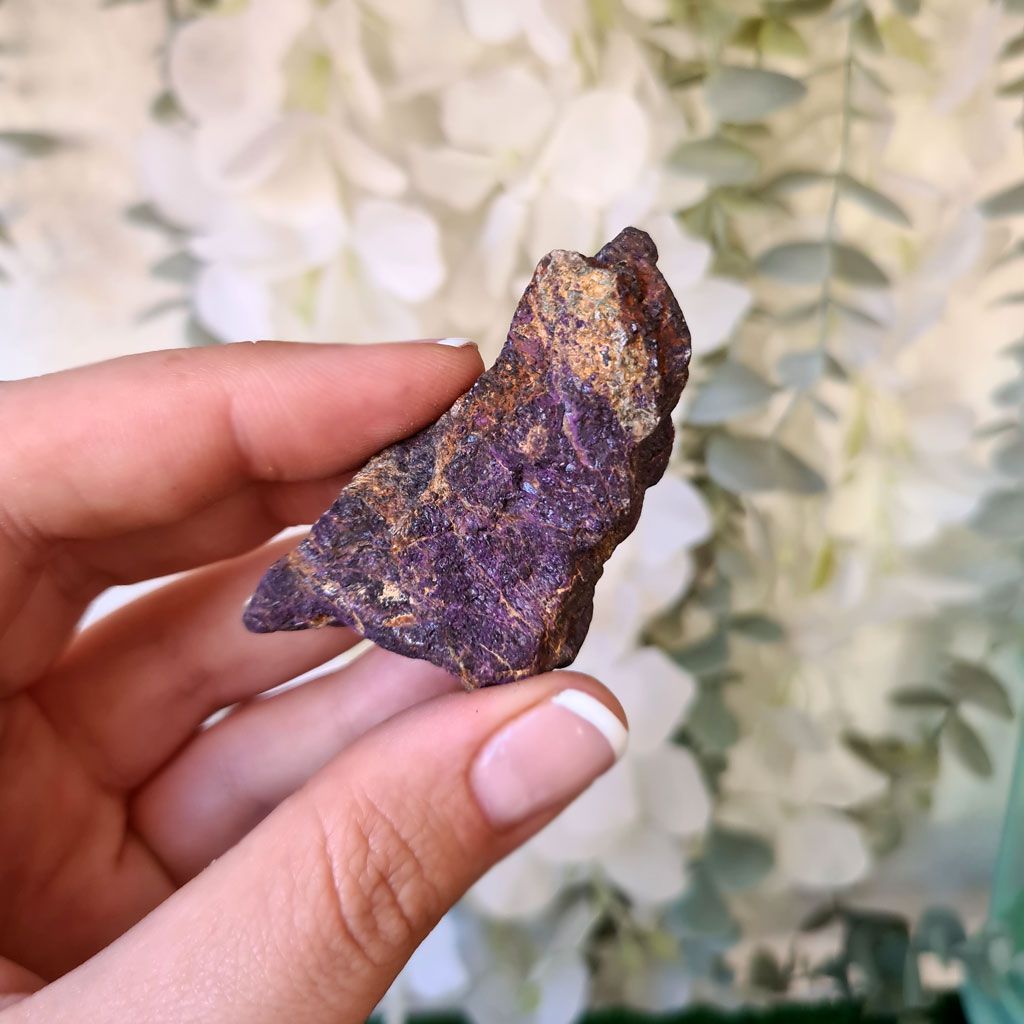 Bruto Mediano de Purpurita