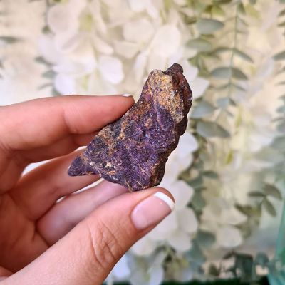 Bruto Mediano de Purpurita