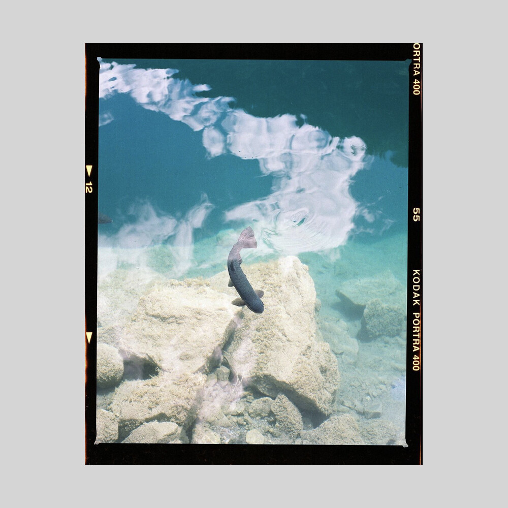 “More Life” 2020, fine art print by Clara Renner