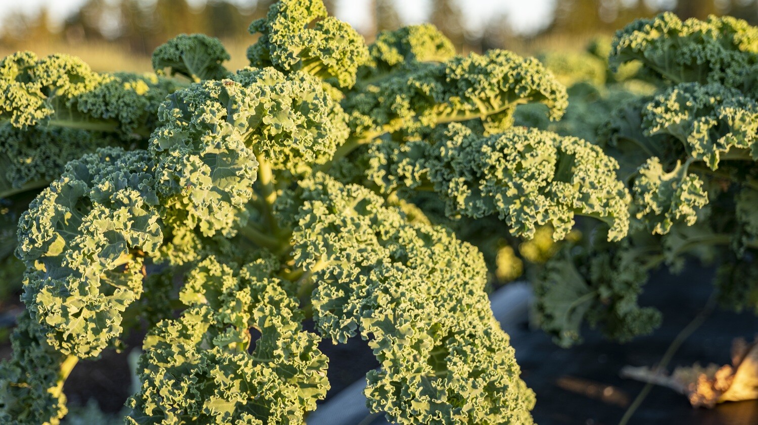 Kale - curly (bunch)