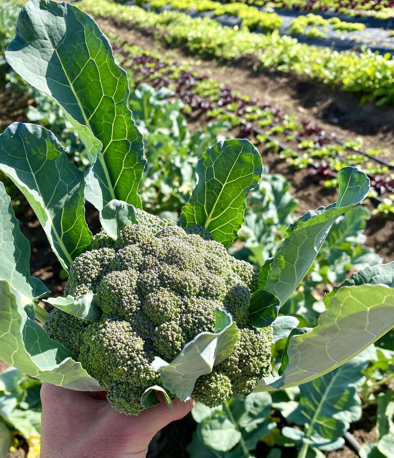 Broccoli (1lb florets)