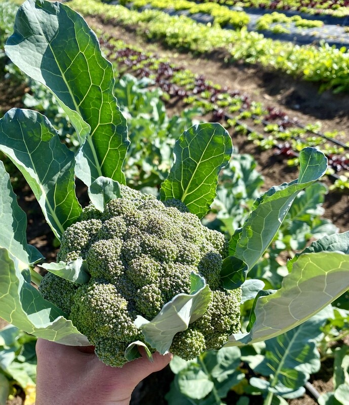 Broccoli (1/2 lb florets)