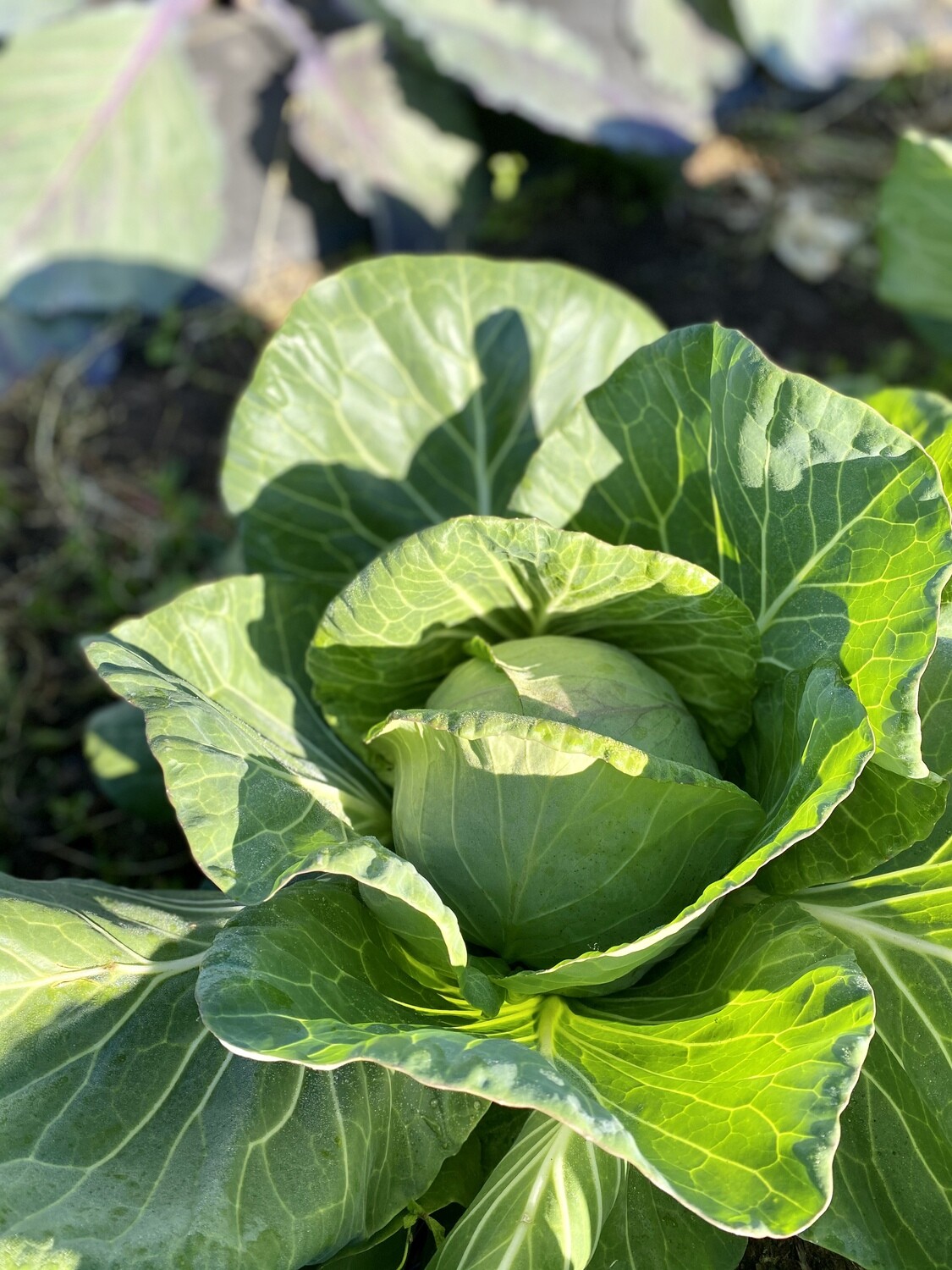 Green cabbage