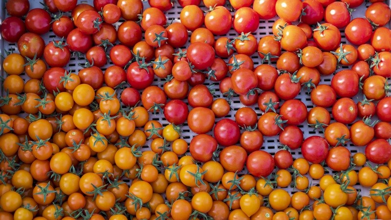 Cherry Tomatoes