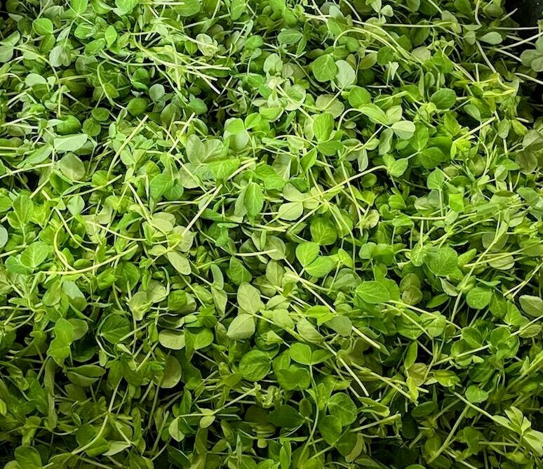 Pea Shoot Microgreens 1/2lb (wholesale)