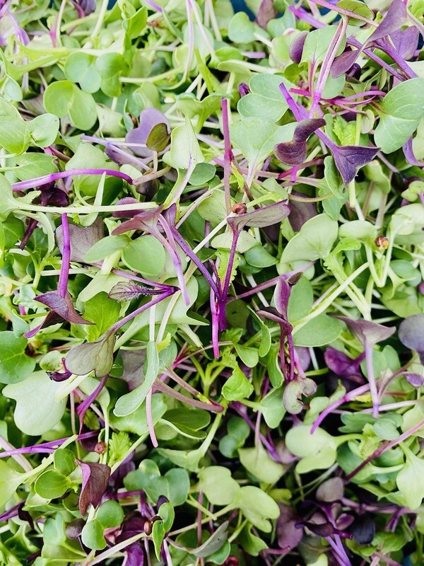 Radish Microgreens (4oz bag)