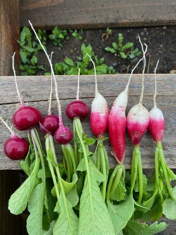 Radish (bunch)