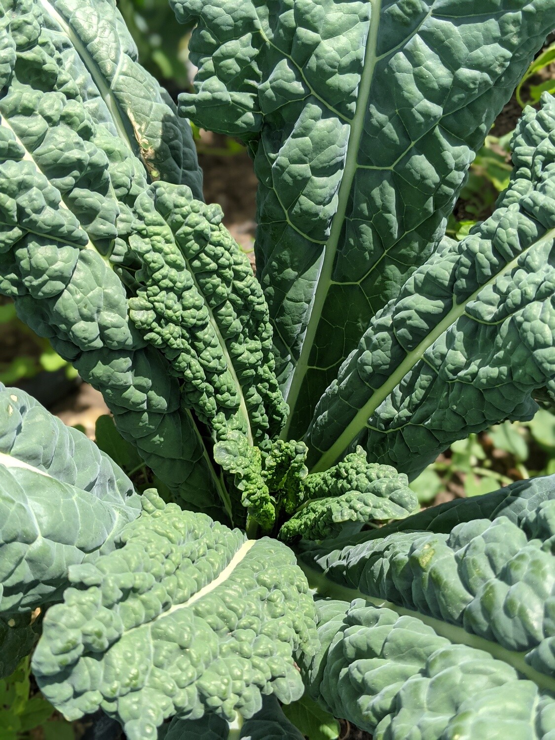 Kale - lacinato (bunch)