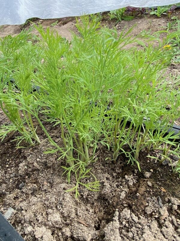 Dill (bunch)