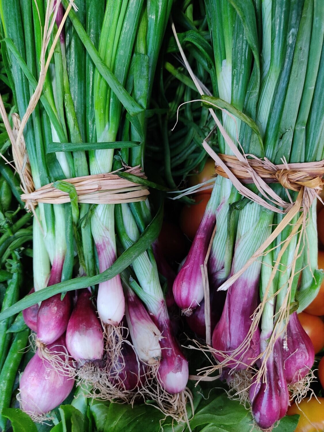 Spring onions (bunch)