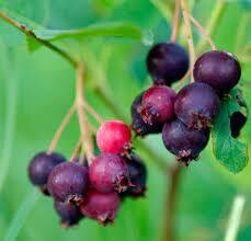 Saskatoon berries (pint)