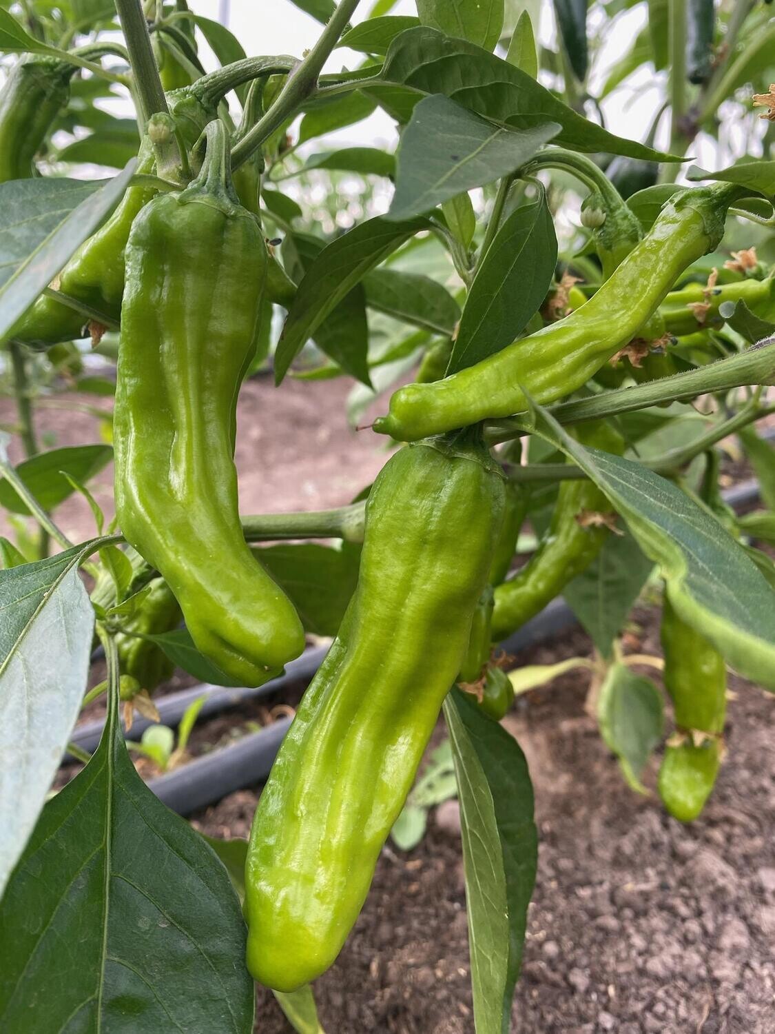 Shishito peppers (pint)