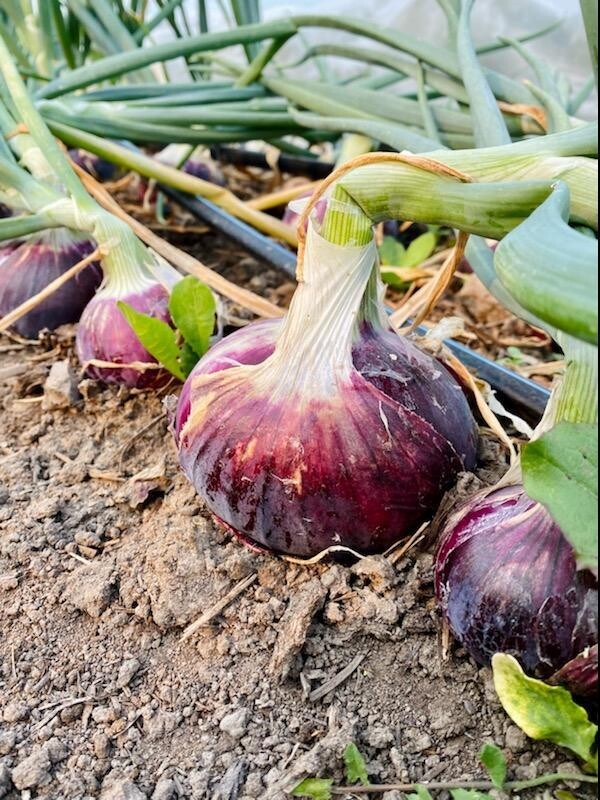 Red onions (each)