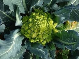 Romanesco broccoli (1 lb bag)
