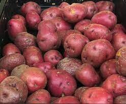 Snow Country Gardens Red Potatoes (3 lb bag)