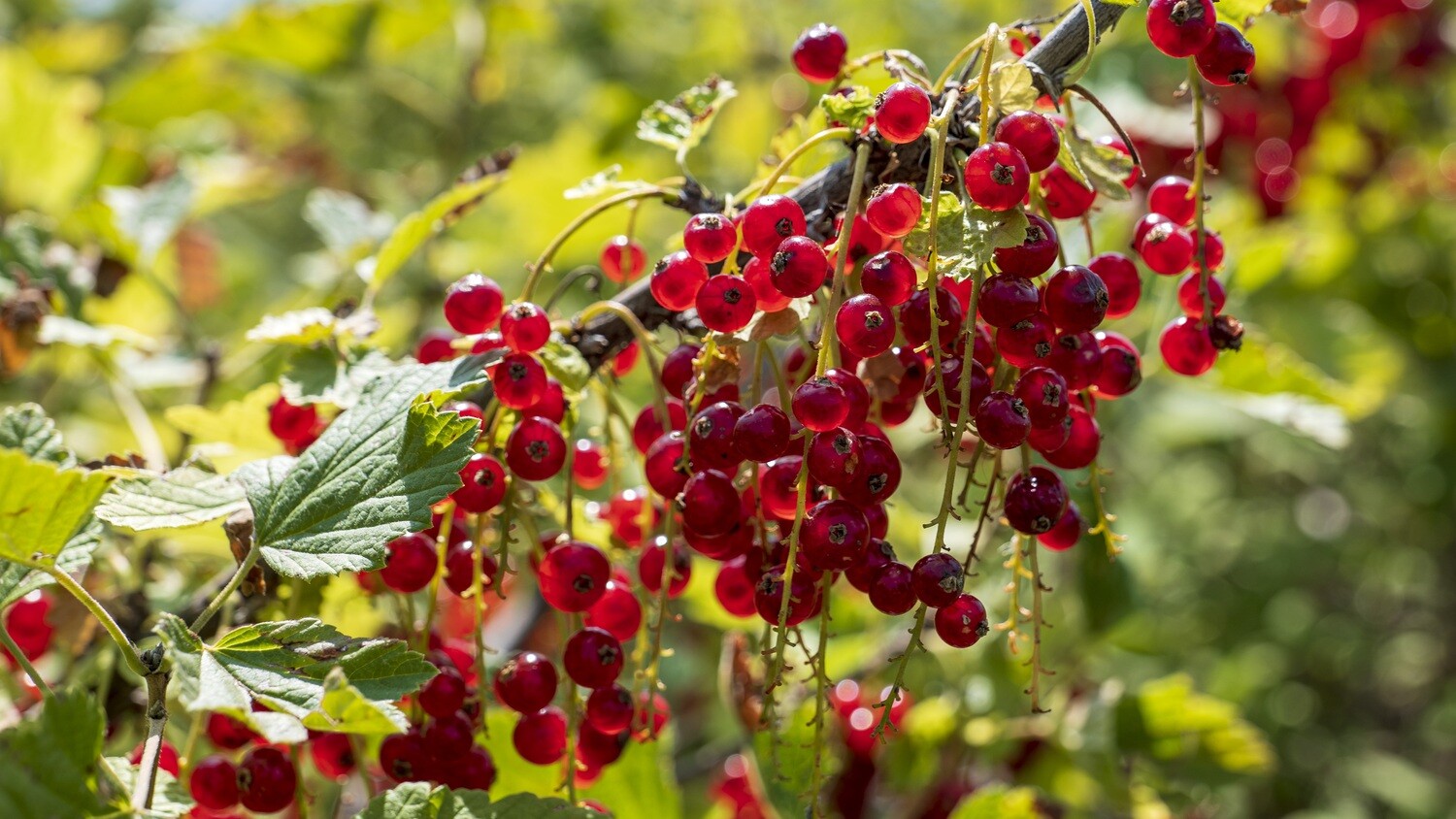 Red Currants (pint)