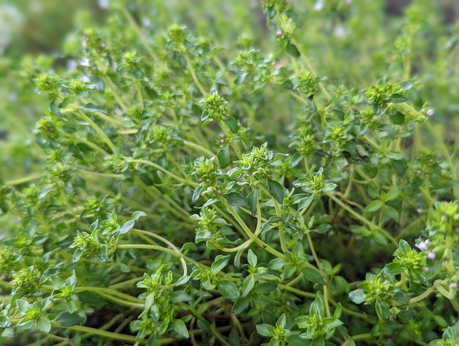 Thyme (bunch)