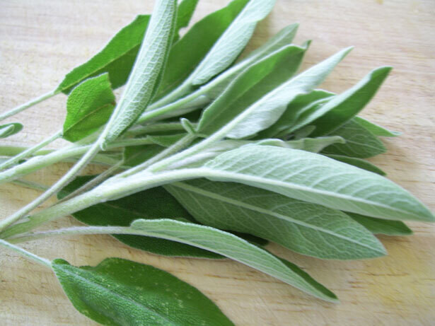 Sage (bunch)