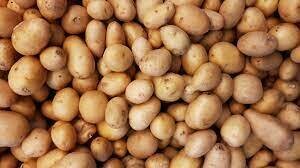 Snow Country Gardens Yukon Gold potatoes (3 lb bag)