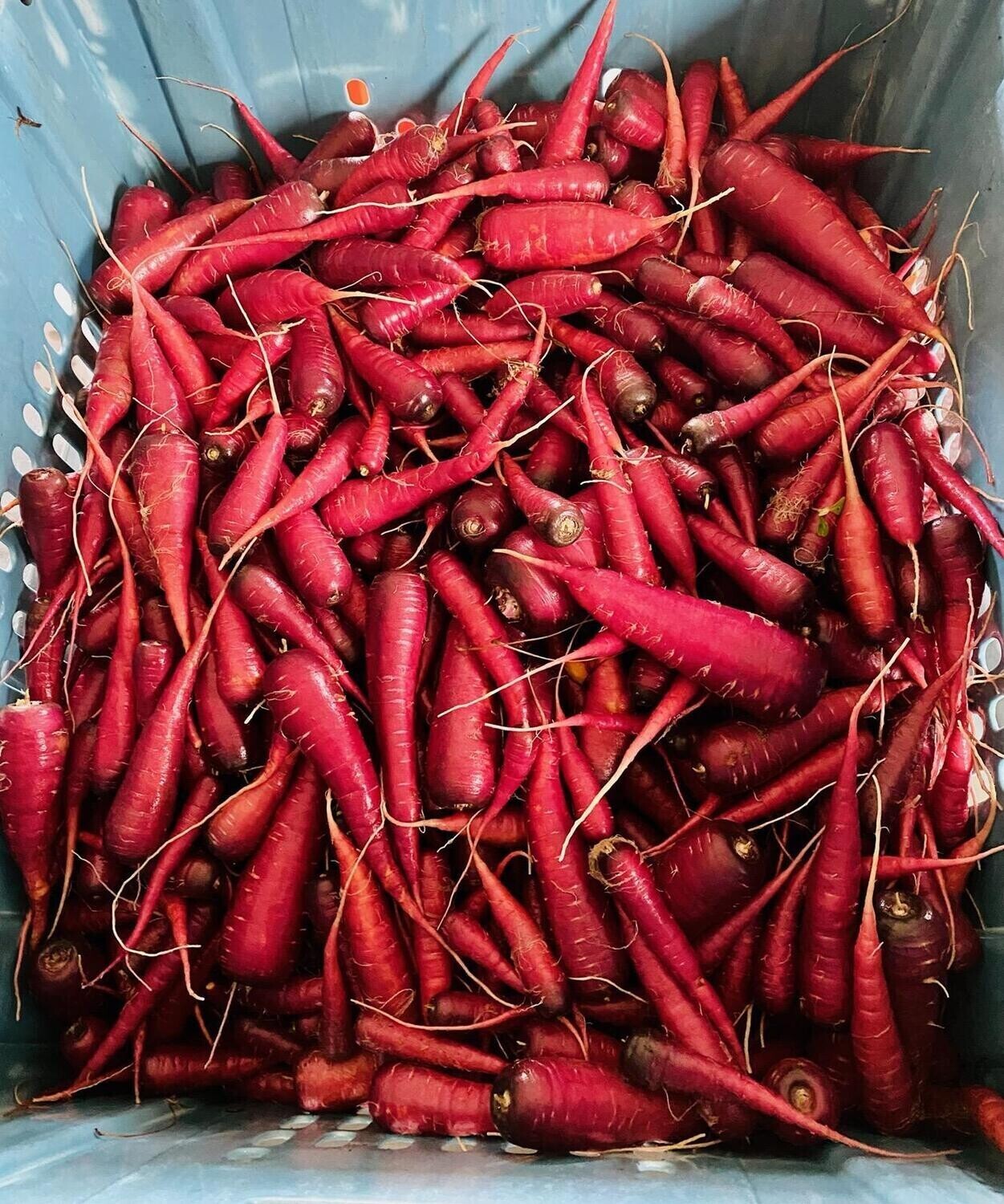 Purple Carrots: Natureâs Solution for Better Oral Hygiene