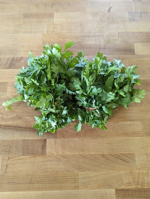 Cilantro (bunch)