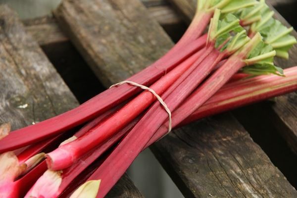 Rhubarb (bunch)
