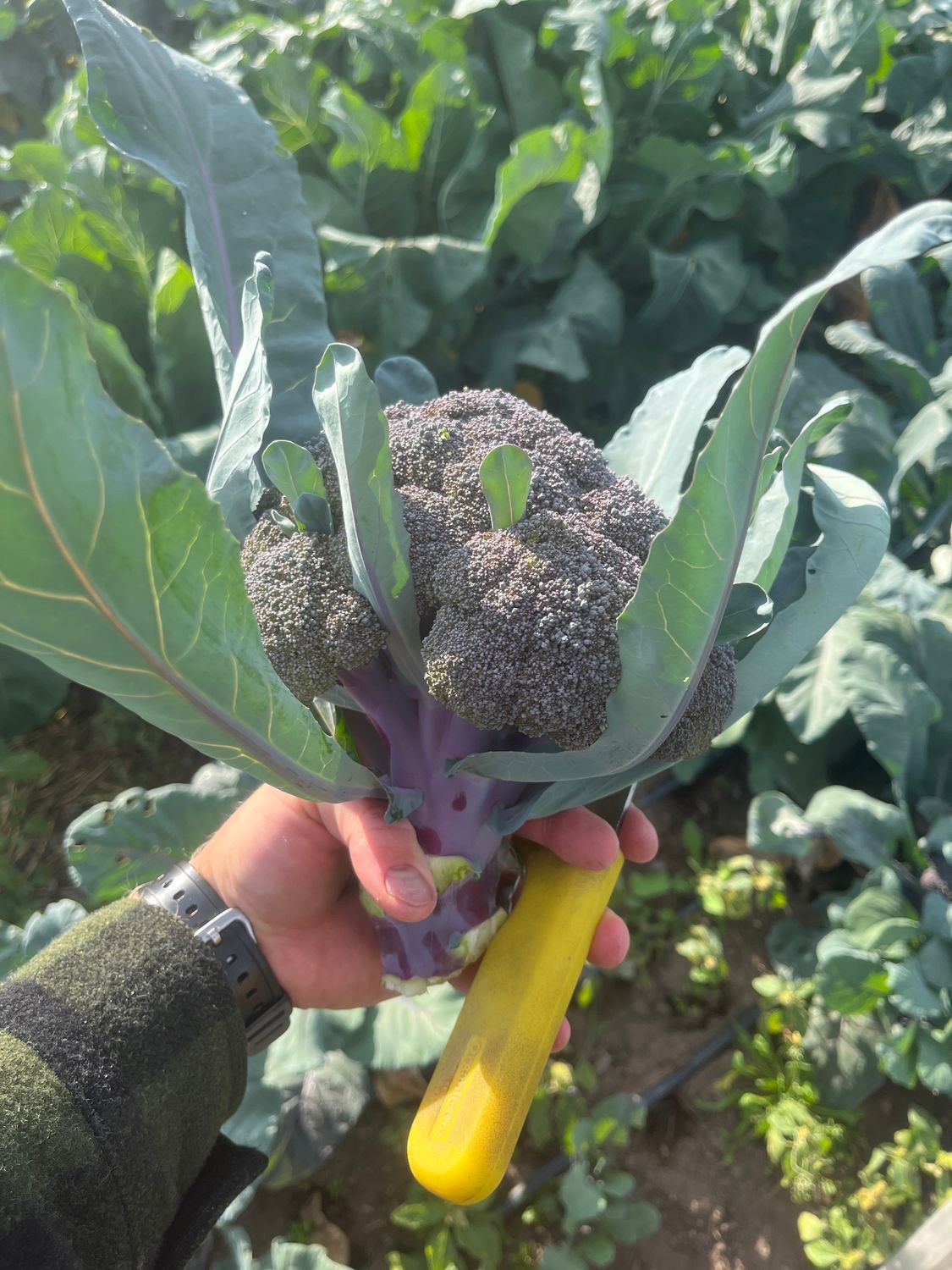 Purple Broccoli (1# head)