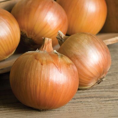 White Storage Onions (5lb bag)