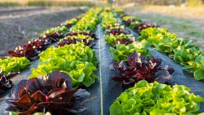 Salad Mix (wholesale)