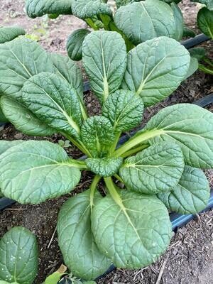 Yukina Savoy (wholesale)