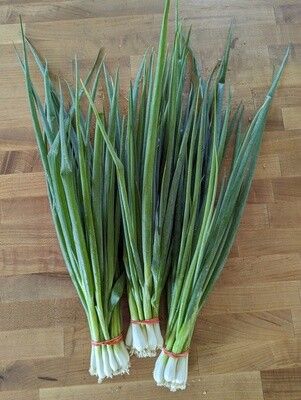 White Scallions (bunch)