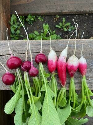Radish (bulk)