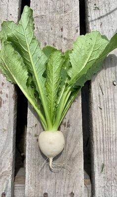 Hakurei Turnips (wholesale)