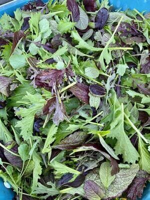 Mesclun Mix (bulk)
