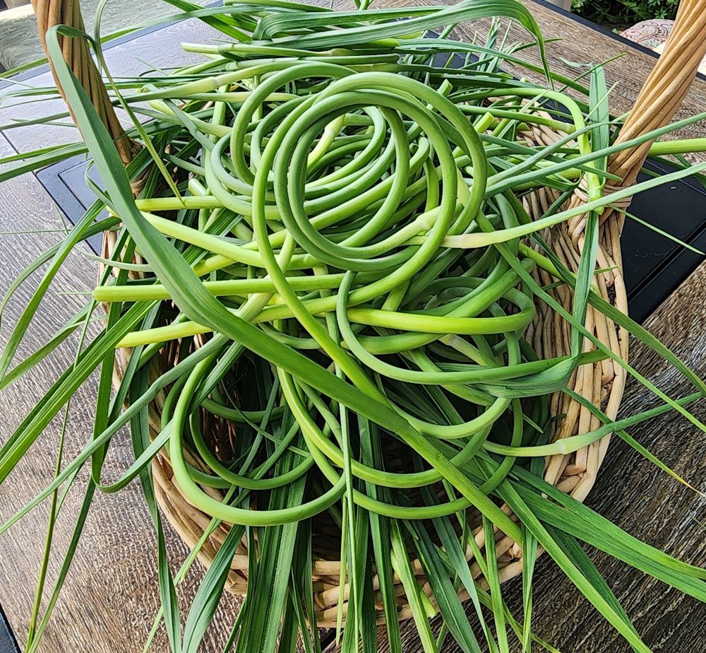 Garlic Scapes (1 lb bag)