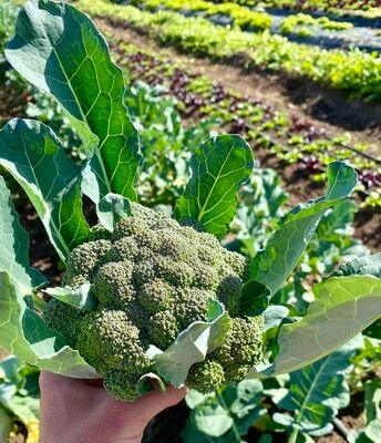 Broccoli (wholesale)