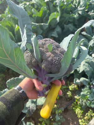 Purple Broccoli (wholesale)